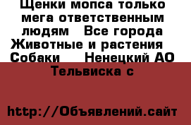 Щенки мопса только мега-ответственным людям - Все города Животные и растения » Собаки   . Ненецкий АО,Тельвиска с.